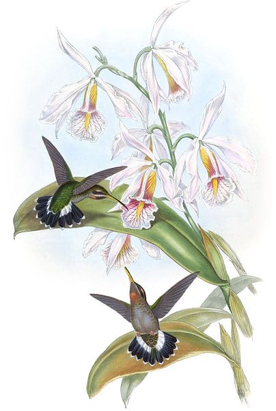 Fraser’s Hermit, John Gould by Hummingbirds