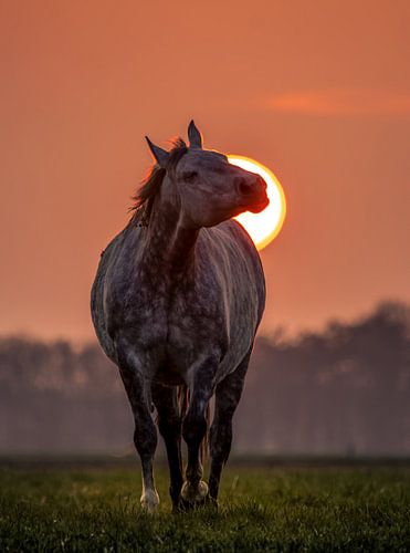 Paard geniet tijdens zonsondergang.