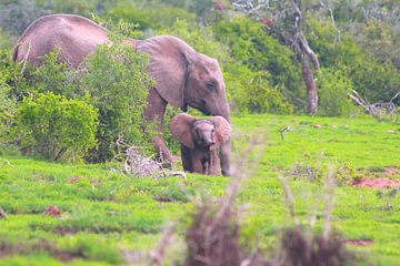 'Junger Elefant gräbt seinen Rüssel mit der Mutter aus'. von Capture the Moment 010