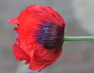Dawn Poppy / Klaproos met druppels