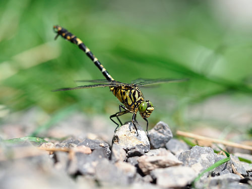 Face to face with a dragonfly
