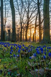 Thorny Triassic by Peter Deschepper