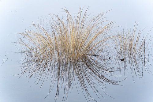 Pol rietgras in drassig gebied met spiegeling