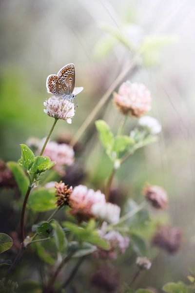 Beauty everywhere van Bob Daalder