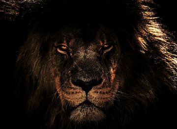 Lion le Roi