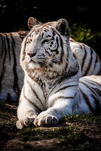 Un tigre blanc au repos
