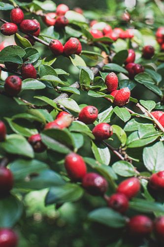 Herbststrauch mit roten Beeren