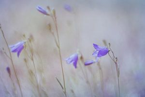 Sommerblumen in Pastell