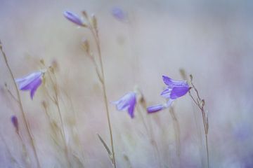 Zomerbloemen in Pastel van Marianne Twijnstra