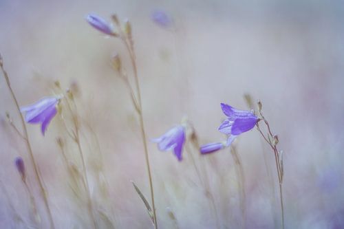 Zomerbloemen in Pastel