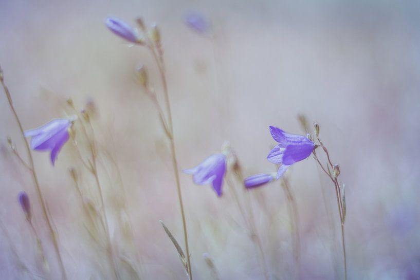 Zomerbloemen in Pastel van Marianne Twijnstra