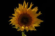 Sonnenblume von Johnny Flash Miniaturansicht