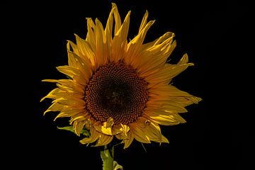 Sonnenblume von Johnny Flash