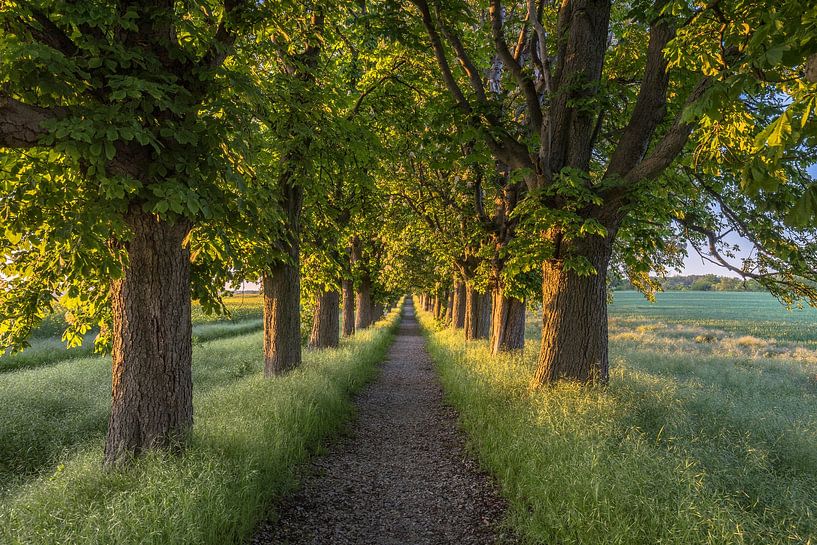 Chestnut tree avenue by Patrice von Collani
