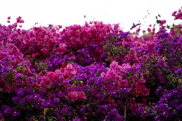 Flowers by Michelle van Merrienboer