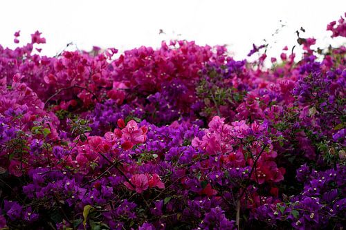 Flowers van Michelle van Merrienboer