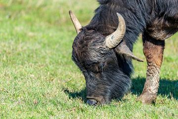 De Waterbuffel of Karbouw - Bubalus arnee bubalis van Rob Smit