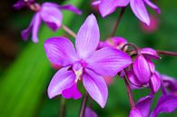 lila Orchidee in Thailand von Babetts Bildergalerie Miniaturansicht