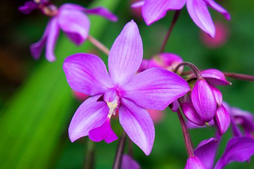 paarse orchidee in thailand
