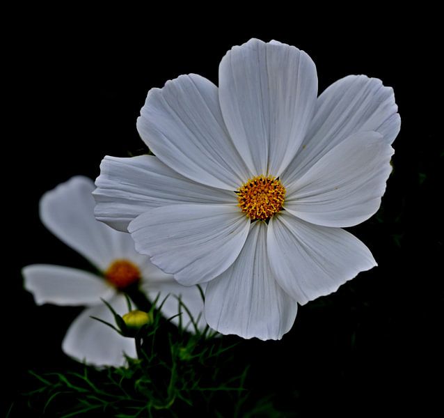 Cosmea von Jose Lok