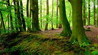 Forest by Ostsee Bilder thumbnail