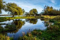 Waterpoel met spiegelbeeld