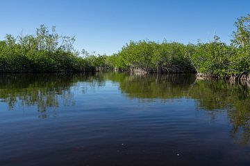 Verenigde Staten, Florida, Spiegelend water en mangrovebossen in everglades van adventure-photos