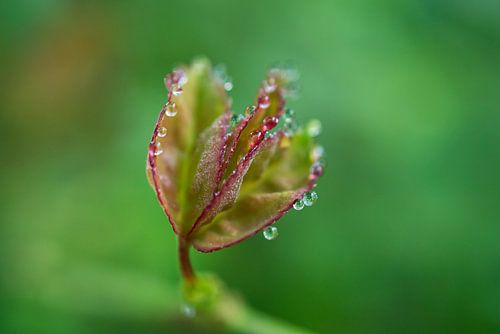 Rode rozenbladeren met ochtenddauw 1005B