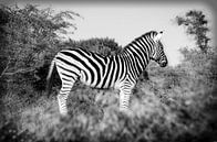 Zebra van Eric van den Berg thumbnail