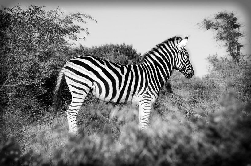 Zebra van Eric van den Berg