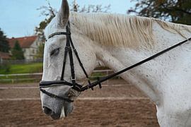 Photo shoot with white horse on a riding arena