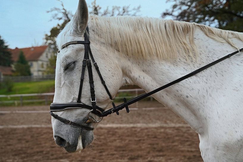 Fotoshooting mit weißem Pferd auf einem Reitplatz von Babetts Bildergalerie