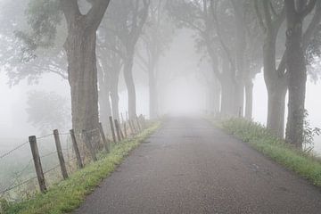 Dijk in de Biesbosch in de mist