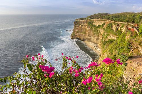 Pink flowers at the coast of Ulu Watu on Bali