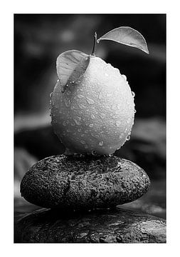 Dewy lemon on dark stone in beautiful black and white by Felix Brönnimann