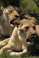 Luierende leeuwen in Botlierskop wildpark Mosselbaai Zuid-Afrika