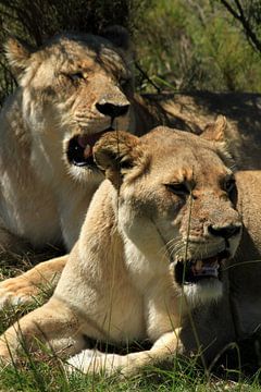 Luierende leeuwen in Botlierskop wildpark Mosselbaai Zuid-Afrika sur Jan Roodzand