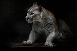 Se lève en portant le danger, la beauté et la force des chats cougar, fond noir