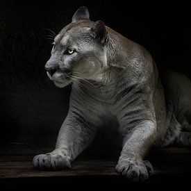 Stijgt dragend gevaar schoonheid en sterkte in katten poema, zwarte achtergrond van Michael Semenov