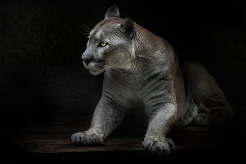 Rises carrying danger beauty and strength in cats cougar, black background by Michael Semenov