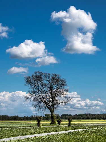Boompje langs de Canterlandse weg tussen Leeuwarden en Miedum