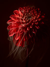 Dahlia rouge « Moody » aux reflets fumés - Nature morte botanique sur Marjolijn van den Berg