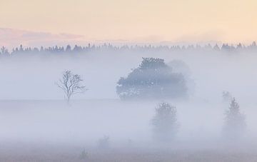 Foggy sunrise Duurswouderheide (Netherlands) by Marcel Kerdijk