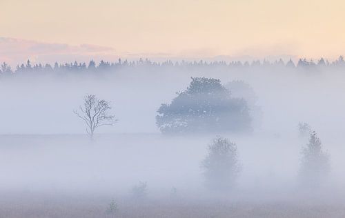 Mistige zonsopkomst Duurswouderheide (Nederland)