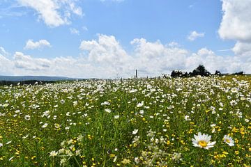 Een veld in bloei onder een blauwe hemel van Claude Laprise