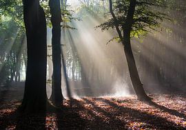 The steaming forest by Paul Begijn
