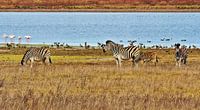 Zebras grazing