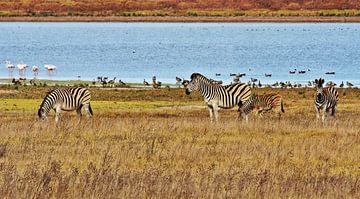Zebras grazing by Werner Lehmann