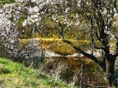 Blossom Over The Pond by Dorothy Berry-Lound thumbnail