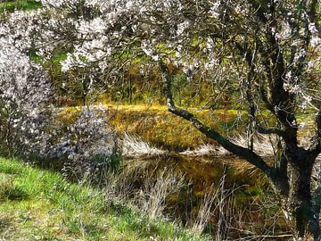 Blossom Over The Pond van Dorothy Berry-Lound
